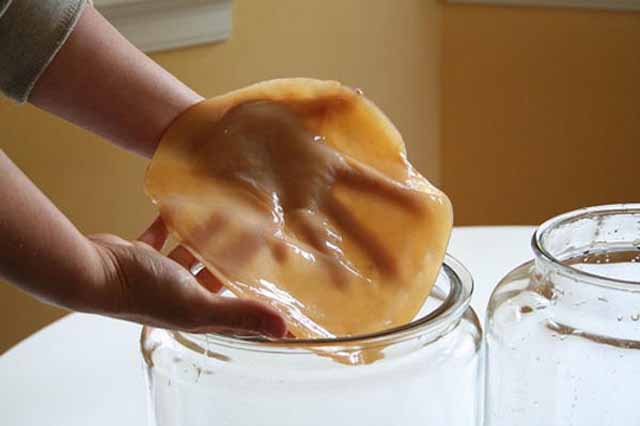 Photo of Гъбата комбуча е истинска биохимична лаборатория